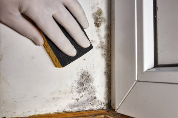 Best Airborne Mold Testing  in Pheasant Run, OH